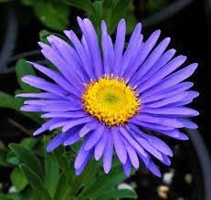 Aster Alpin Flower seeds for Planting - Garden Favorite, Heirloom & GMO Free Seeds for Home Garden
Sale seeds for planting in home garden