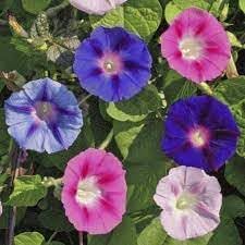 Climbing Flower seeds for Planting Cut Flower Favorite Heirloom & GMO Free Seeds for Home Garden
Sale for planting in home garden