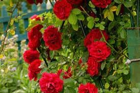 Climbing RoseFlower seeds for Planting Garden Favorite Heirloom & GMO Free Seeds for Home Garden
Sale for planting in home garden