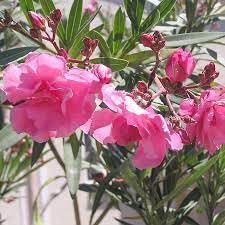 Heirloom Nerium Flower seeds for Planting Vibrant Colors Heirloom & GMO Free Seeds for Home Garden
Sale for planting in home garden
