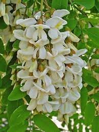 Pseudoacacia Flower seeds for Planting Cottage Garden Essential Heirloom & GMO Free Seeds for Home Garden
Sale for planting in home garden