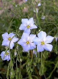 Blue Flax Flower seeds for Planting - Sun Loving, Heirloom & GMO Free Seeds for Home Garden
Sale for planting in home garden.