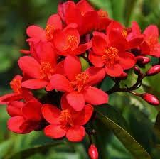Jatropha Flower seeds for Planting - Colorful Display, Heirloom & GMO Free Seeds for Home Garden
Sale for planting in home garden.