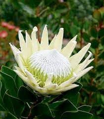 Protea Flower seeds for Planting Low Maintenance Heirloom & GMO Free Seeds for Home Garden
Sale for planting in home garden