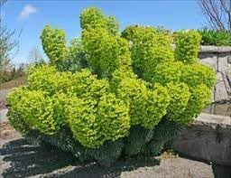 Mediterranean Spurge Flower seeds for Planting Cut Flower Favorite Heirloom & GMO Free Seeds for Home Garden
Sale for planting in home garden