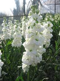 Heirloom Matthiola Flower seeds for Planting Vibrant Colors Heirloom & GMO Free Seeds for Home Garden
Sale for planting in home garden