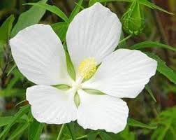 Heirloom Texas Star Hibiscus Flower seeds for Planting Cottage Garden Essential Heirloom & GMO Free Seeds for Home Garden
Sale for planting in home garden