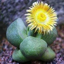 Pleiospilos Flower seeds for Planting Premium Quality Heirloom & GMO Free Seeds for Home Garden
Sale for planting in home garden