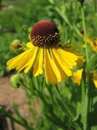 Helenium Flower seeds for Planting Long Bloom Season Heirloom & GMO Free Seeds for Home Garden
Sale for planting in home garden