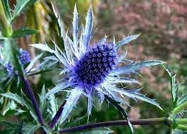 Heirloom Eryngium Planum Flower seeds for Planting Long Bloom Season Heirloom & GMO Free Seeds for Home Garden
Sale for planting in home garden