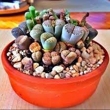 Pleiospilos Flower seeds for Planting Cottage Garden Essential Heirloom & GMO Free Seeds for Home Garden
Sale seeds for home garden planting