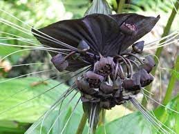 Tacca Chantrieri Flower seeds for Planting Easy to Grow Heirloom & GMO Free Seeds for Home Garden
Sale for planting in home garden