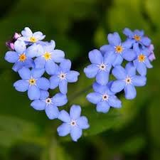 Bulk Forget-Me-Not Flower seeds for Planting - Bright Blooms, Heirloom & GMO Free Seeds for Home Garden
Sale for planting in home garden.