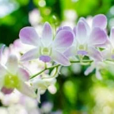 Purple White Ascocentrum Flower seeds for Planting Seasonal Bloomer Heirloom & GMO Free Seeds for Home Garden
Sale seeds for home garden planting