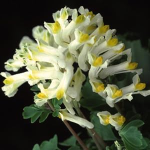 Corydalis Solida Flower seeds for Planting - Wildflower Mix, Heirloom & GMO Free Seeds for Home Garden
Sale for planting in home garden