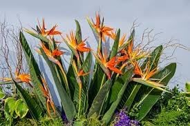 Heirloom Paradise Flower seeds for Planting Low Maintenance Heirloom & GMO Free Seeds for Home Garden
Sale for planting in home garden