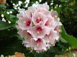 Dombeya Bourgassiae Flower seeds for Planting Long Bloom Season Heirloom & GMO Free Seeds for Home Garden
Sale for planting in home garden