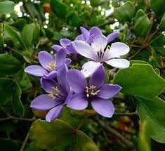 Lignum Flower seeds for Planting - Low Maintenance, Heirloom & GMO Free Seeds for Home Garden
Sale seeds for planting in home garden