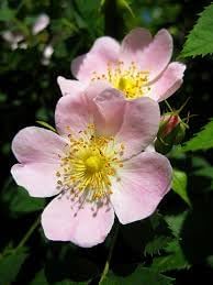Rosa Laxa Flower seeds for Planting Shade Tolerant Heirloom & GMO Free Seeds for Home Garden
Sale for planting in home garden