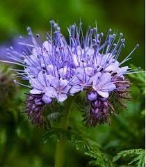 Fiddleneck Flower seeds for Planting - Hardy Variety, Heirloom & GMO Free Seeds for Home Garden
Sale seeds for planting in home garden