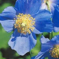 Meconopsis Flower seeds for Planting - Vibrant Colors, Heirloom & GMO Free Seeds for Home Garden
Sale seeds for planting in home garden