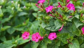 Jalapa Flower seeds for Planting - Vibrant Colors, Heirloom & GMO Free Seeds for Home Garden
Sale for planting in home garden.