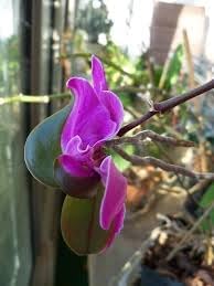 Keiki Orchids Flower seeds for Planting Fragrant Blossoms Heirloom & GMO Free Seeds for Home Garden
Sale for planting in home garden