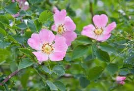 Rosa Canina Flower seeds for Planting Shade Tolerant Heirloom & GMO Free Seeds for Home Garden
Sale for planting in home garden