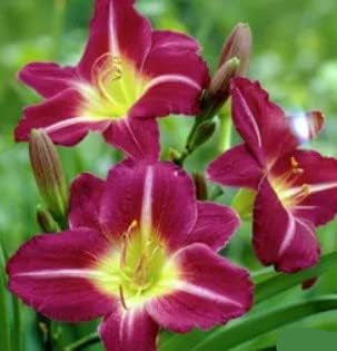 Violet Hemerocallis Flower seeds for Planting Easy to Grow Heirloom & GMO Free Seeds for Home Garden
Sale seeds for home garden planting