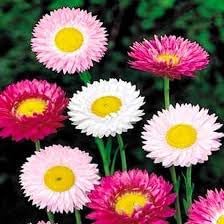 Paper Flower seeds for Planting - Sun Loving, Heirloom & GMO Free Seeds for Home Garden
Sale for planting in home garden.