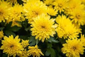 Mums Flower seeds for Planting Perfect for Borders Heirloom & GMO Free Seeds for Home Garden
Sale for planting in home garden