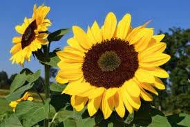 Heirloom SunFlower seeds for Planting Premium Quality Heirloom & GMO Free Seeds for Home Garden
Sale for planting in home garden