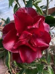 Burgundy Camellia Flower seeds for Planting - Cottage Garden Essential, Heirloom & GMO Free Seeds for Home Garden
Sale for planting in home garden.