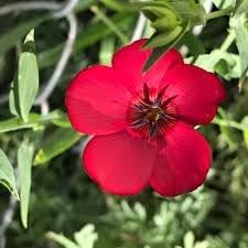 Scarlet Flax Flower seeds for Planting Bright Blooms Heirloom & GMO Free Seeds for Home Garden
Sale for planting in home garden
