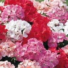 Geranium Flower seeds for Planting Long Bloom Season Heirloom & GMO Free Seeds for Home Garden