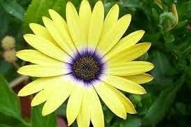 Yellow Osteospermum Flower seeds for Planting - Bright Blooms, Heirloom & GMO Free Seeds for Home Garden
Sale for planting in home garden