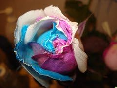 Gold Rose Flower seeds for Planting - Wildflower Mix, Heirloom & GMO Free Seeds for Home Garden
Sale for planting in home garden.