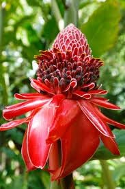 Ginger Etlingera Elatior Flower seeds for Planting Compact Growth Heirloom & GMO Free Seeds for Home Garden
Sale for planting in home garden