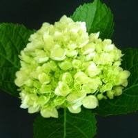 Hydrangea Light Green Flower seeds for Planting - Long Bloom Season, Heirloom & GMO Free Seeds for Home Garden
Sale for planting in home garden
