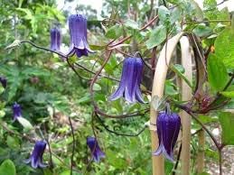 Clematis Rooguchi Flower seeds for Planting Colorful Display Heirloom & GMO Free Seeds for Home Garden
Sale for planting in home garden