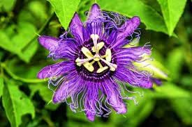 Heirloom Passion Flower seeds for Planting Easy to Grow Heirloom & GMO Free Seeds for Home Garden
Sale for planting in home garden