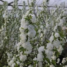 Mume Albo Plena Flower seeds for Planting Easy to Grow Heirloom & GMO Free Seeds for Home Garden
Sale for planting in home garden
