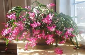 Schlumbergera Flower seeds for Planting Seasonal Bloomer Heirloom & GMO Free Seeds for Home Garden
Sale for planting in home garden