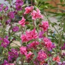 Heirloom Clarkia Flower seeds for Planting Vibrant Colors Heirloom & GMO Free Seeds for Home Garden
Sale for planting in home garden