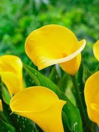 Yellow Calla Flower seeds for Planting - Garden Favorite, Heirloom & GMO Free Seeds for Home Garden
Sale seeds for planting in home garden