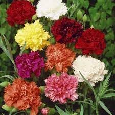 Carnation Flower seeds for Planting Garden Favorite Heirloom & GMO Free Seeds for Home Garden