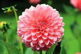 Heirloom Dahlia Flower seeds for Planting Vibrant Colors Heirloom & GMO Free Seeds for Home Garden
Sale for planting in home garden