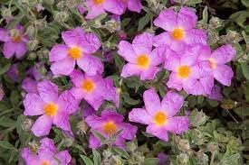 CISTUS Flower seeds for Planting - Vibrant Colors, Heirloom & GMO Free Seeds for Home Garden
Sale for planting in home garden.