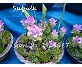Pink Curcuma Flower seeds for Planting - Colorful Display, Heirloom & GMO Free Seeds for Home Garden
Sale for planting in home garden