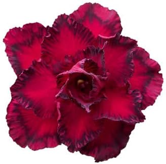 Adenium Flower seeds for Planting - Fragrant Blossoms, Heirloom & GMO Free Seeds for Home Garden
Sale for planting in home garden.